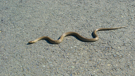 Germany, Rhineland Palatinate, Close up of smooth snake - MH000135