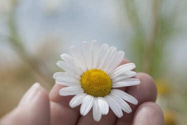 Germany, Bavaria, Human hand holding chamomile flower, close up - CRF002337