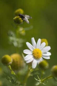 Germany, Bavaria, Fly on chamomile flower - CRF002338