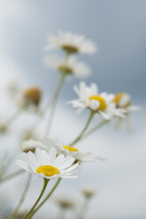 Chamomile flowers, close up - CRF002341