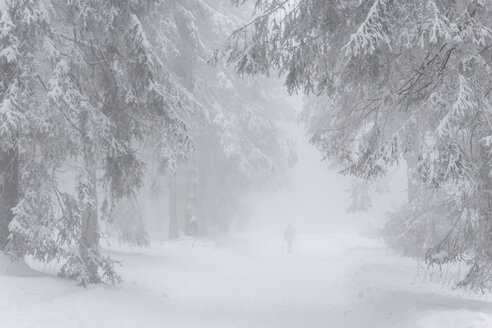 Deutschland, Nordrhein-Westfalen, Personenwanderung im verschneiten und nebligen Wald im Sauerland bei Winterberg - HSKF000001