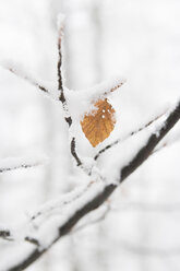 Germany, North Rhine Westphalia, Single leaf on branch of beech tree with snow near Winterberg - HSKF000002