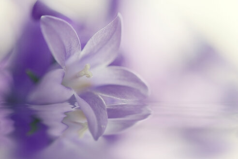 Campanula flower, close up - BSTF000017