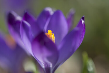 Germany, Baden Wuerttemberg, Crocus flower, close up - BSTF000024