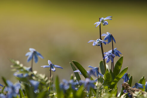 Deutschland, Baden Württemberg, Scilla Blume, Nahaufnahme - BSTF000025