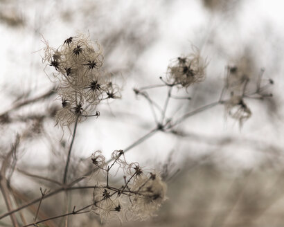 Clematis vitalba, Nahaufnahme - HLF000108