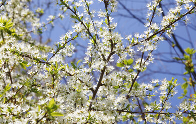 Deutschland, Baumblüte im Frühling - JTF000298