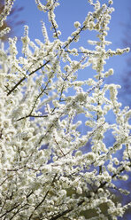 Deutschland, Baumblüte im Frühling - JTF000299