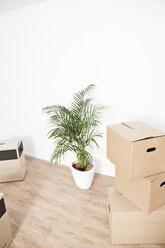 Cardboard boxes and plant pot on floor - FMKF000711