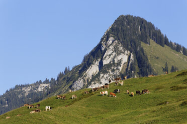 Austria, Vorarlberg, Cows grazing grass near Bizau - SIE003538