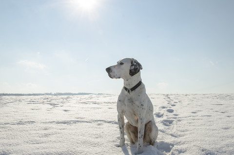 Germany, North Rhine Westphalia, Mixed breed dog sitting in snow stock photo