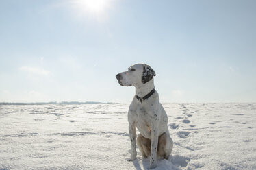 Deutschland, Nordrhein-Westfalen, Mischlingshund sitzend im Schnee - ONF000023