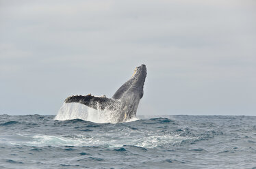 Ecuador, Buckelwal springt ins Wasser - ONF000044