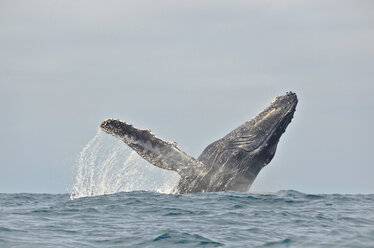 Ecuador, Buckelwal springt ins Wasser - ONF000045