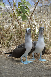 Ecuador, Blaufußtölpel, Sitzende Vögel - ON000048