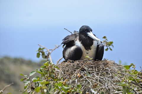 Ecuador, Seevögel nisten auf Gras, lizenzfreies Stockfoto