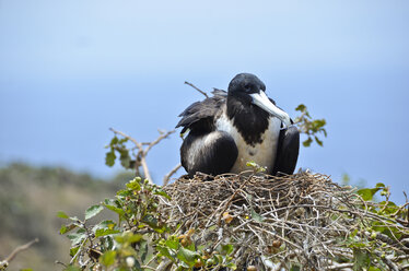 Ecuador, Seevögel nisten auf Gras - ON000051