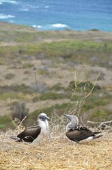 Ecuador, Blue footed Booby birds perching on hay - ON000053