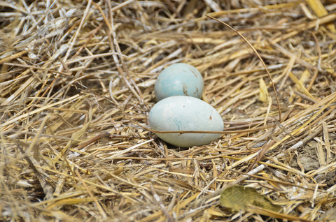 Ecuador, Ei eines Blaufußtölpels auf Gras, lizenzfreies Stockfoto