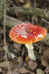 Deutschland, Nordrhein-Westfalen, Piosonous fly agaric - ONF000024