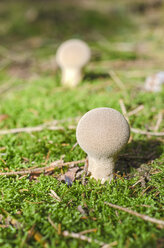 Deutschland, Nordrhein-Westfalen, Lycoperdon perlatum auf Gras - ONF000026