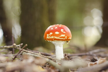 Deutschland, Nordrhein-Westfalen, Piosonous fly agaric - ONF000027