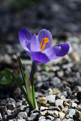 Crocus vernus Blüte, Nahaufnahme - MOF000176