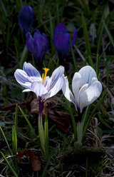 Crocus vernus Blüten, Nahaufnahme - MOF000174