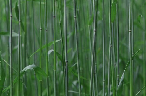 Stalks, close up - MOF000177