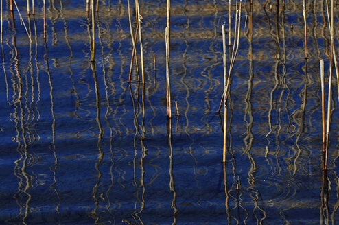 Reed in water - MOF000175