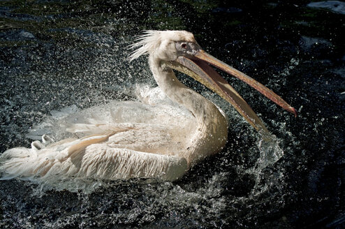 Weißer Pelikan schwimmt im Wasser - MOF000179