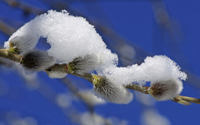 Forsythienzweig mit Schnee - MOF000182