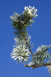 Pinus sylvestris mit Schnee vor klarem Himmel - MOF000184