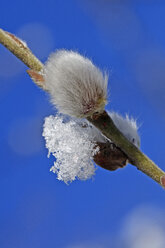 Forsythienzweig mit Schnee - MOF000185