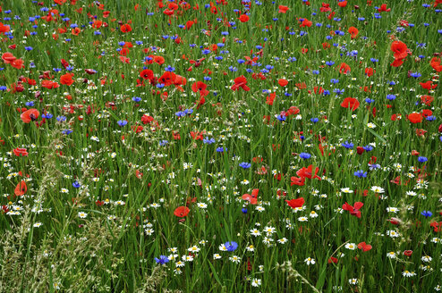 Variety of flowers in meadow - MOF000186