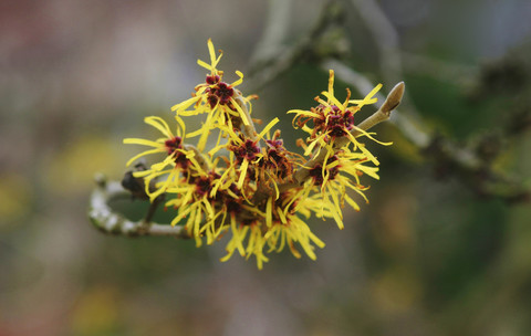 Deutschland, Hamamelis, Nahaufnahme, lizenzfreies Stockfoto