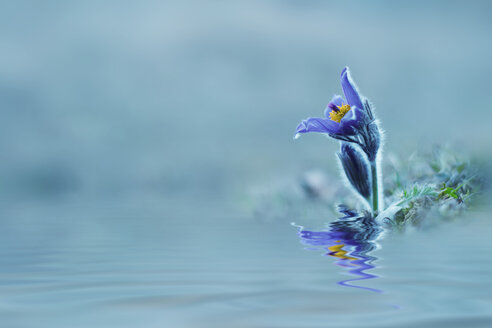 Baden Wuerttemberg, View of Pulsatilla vulgaris in water - BSTF000028