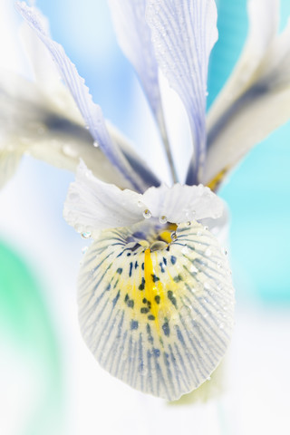 Zwergirisblüte, Nahaufnahme, lizenzfreies Stockfoto