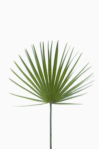 Palmenblatt auf weißem Hintergrund, Nahaufnahme, lizenzfreies Stockfoto