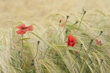 Frankreich, Mohnblumen im Maisfeld - CRF002349