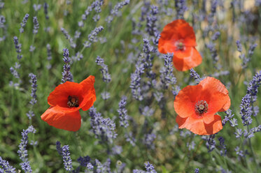 France, Poppies in lavender field - CRF002350