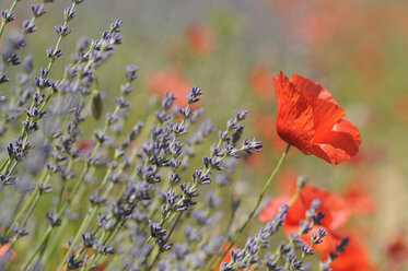 Frankreich, Mohnblumen im Lavendelfeld - CRF002352