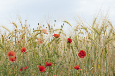 Frankreich, Mohnblumen im Maisfeld - CRF002353