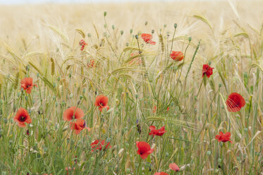 Frankreich, Mohnblumen im Maisfeld - CRF002354