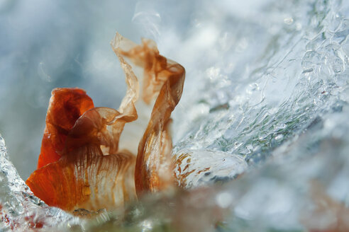 Germany, Baden Wuerttemberg, Red poppy flower on ice, close up - BSTF000030