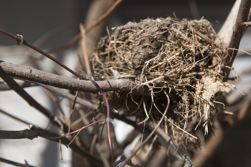 Germany, Bavaria, Bird's nest on branch - TD000011