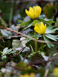 Deutschland, Hessen, Winter-Aconit-Blüte - MHF000142