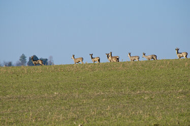 Germany, Hessen, Roe deer - MH000146