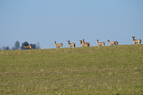 Deutschland, Hessen, Rehwild - MH000146