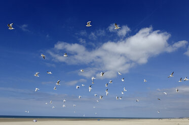 France, Berck, View of birds flying in sky - LBF000012